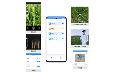 朝阳区小麦亩穗数分析仪IN-XM02
