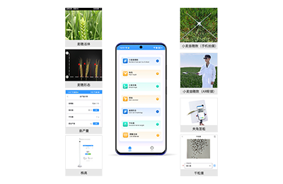 朝阳区小麦表型测量仪IN-XM05